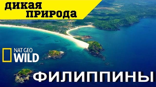 Дикая природа Филиппин. Документальный фильм Дикая природа Филиппин. Документальный фильм