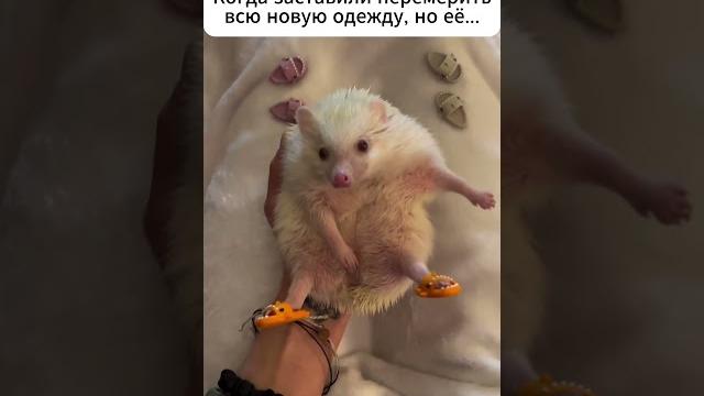 Слишком много #смешныевидео #мемы #ёжики Слишком много #смешныевидео #мемы #ёжики