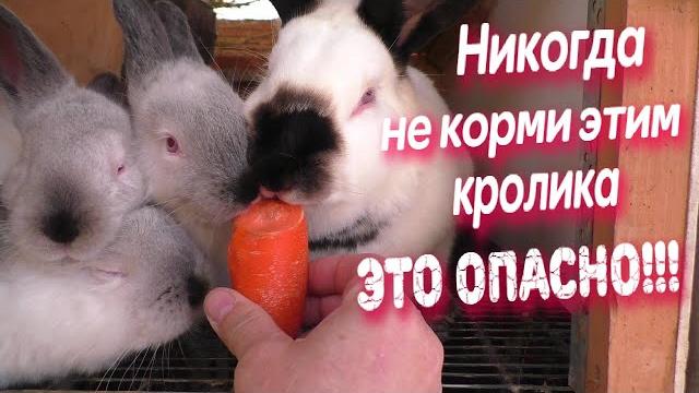 ЧЕМ КОРМИТЬ КРОЛИКОВ ЛИЧНЫЙ ОПЫТ ИНСТРУКЦИЯ БЕЗ ЛИШНИХ СЛОВ Кролики содержание и разведение ЧЕМ КОРМИТЬ КРОЛИКОВ ЛИЧНЫЙ ОПЫТ ИНСТРУКЦИЯ БЕЗ ЛИШНИХ СЛОВ Кролики содержание и разведение