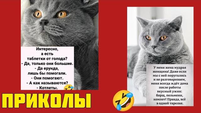 будем дружить домами! Мемы объединяют смех и пушистых друзей! смотрите смешные картинки приколы будем дружить домами! Мемы объединяют смех и пушистых друзей! смотрите смешные картинки приколы