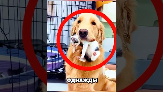 Собака стала самой для котят #животные #милыеживотные Собака стала самой для котят #животные #милыеживотные