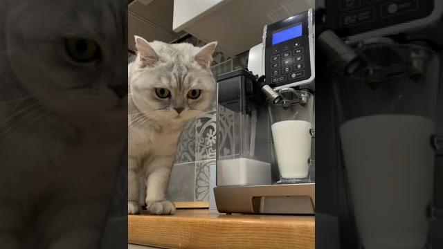 Смешные коты - Майя #смешныекоты #кошка #капучино Смешные коты - Майя #смешныекоты #кошка #капучино