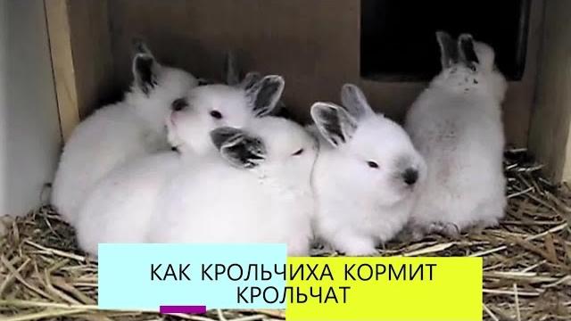 КРОЛЬЧАТА 10 дней. КАК кормит КРОЛЬЧИХА КРОЛЬЧАТА 10 дней. КАК кормит КРОЛЬЧИХА