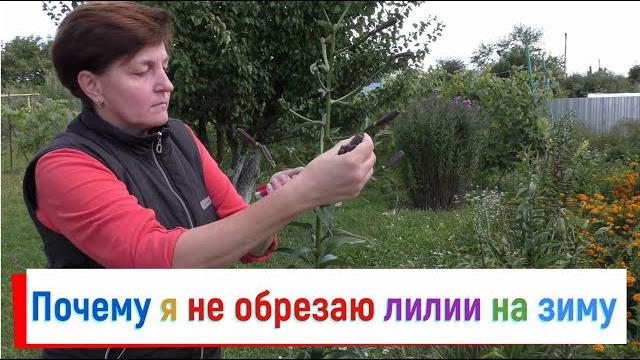 Обрезка лилий на зиму - я свела ее до минимума Обрезка лилий на зиму - я свела ее до минимума