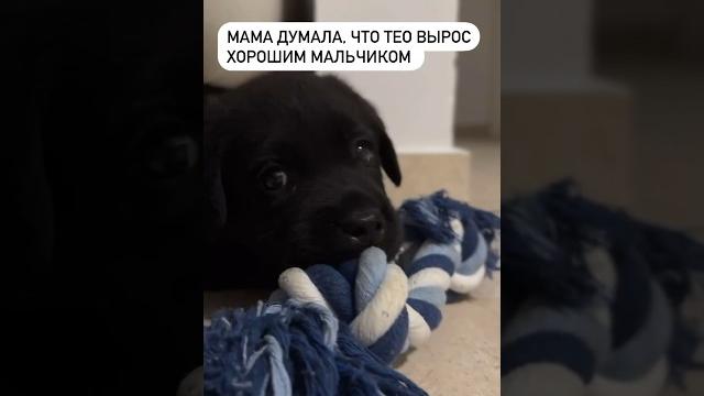 Хороший мальчик 🫶 #лабрадор #собака #приколы Хороший мальчик 🫶 #лабрадор #собака #приколы
