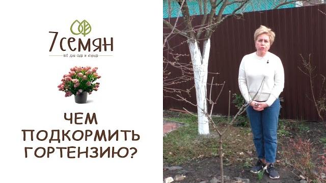 ГОРТЕНЗИЯ ВЕСНОЙ: ПРАВИЛЬНЫЙ УХОД И ПОДКОРМКИ | 7 семян ГОРТЕНЗИЯ ВЕСНОЙ: ПРАВИЛЬНЫЙ УХОД И ПОДКОРМКИ | 7 семян