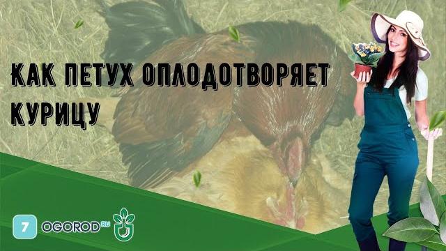 Как петух оплодотворяет курицу Как петух оплодотворяет курицу