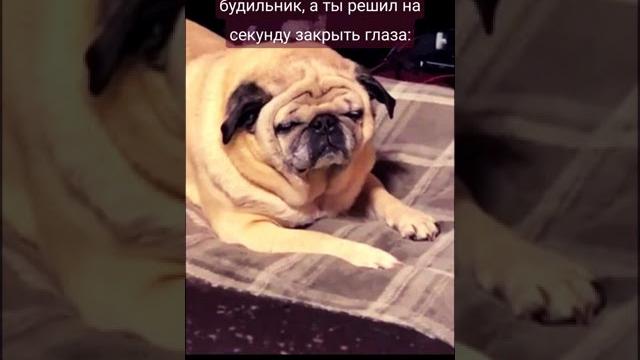 Это самый сонный мопс в мире #Shorts Это самый сонный мопс в мире #Shorts