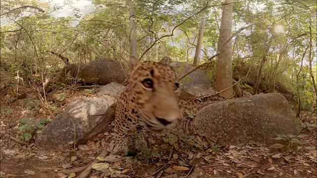 Дикие животные в Virtual Reality 360° 4K VR 3D видео для очков виртуальной реальности 360 TB Дикие животные в Virtual Reality 360° 4K VR 3D видео для очков виртуальной реальности 360 TB