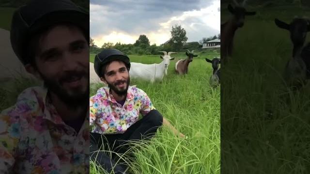 Баранина или КОЗ... Баранина или КОЗ...