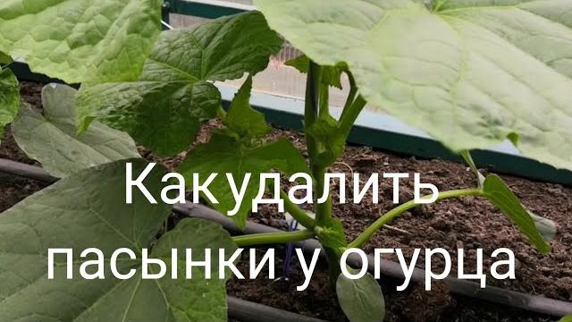 Как удалить пасынки у огурца | Супер шпаргалка Как удалить пасынки у огурца | Супер шпаргалка