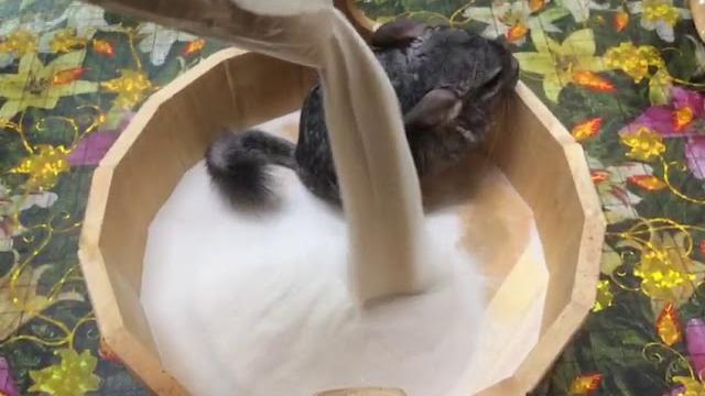 Шиншилла Шуша купается! Шиншилла Шуша купается!