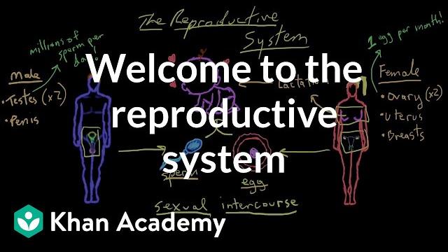 Welcome to the reproductive system | Reproductive system physiology | NCLEX-RN | Khan Academy Welcome to the reproductive system | Reproductive system physiology | NCLEX-RN | Khan Academy