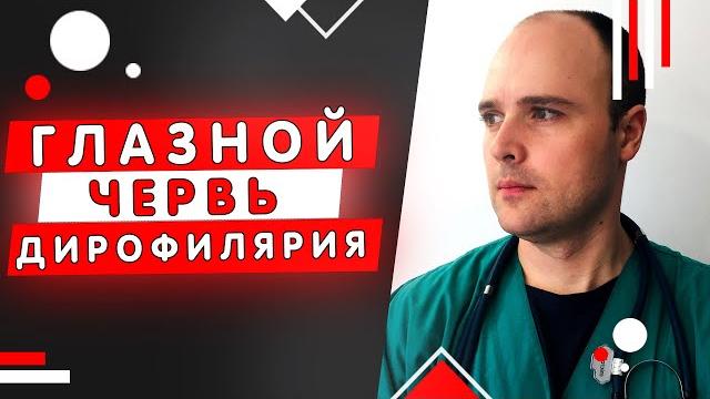 Дирофиляриоз - паразиты в глазах, сердечные глисты Дирофиляриоз - паразиты в глазах, сердечные глисты