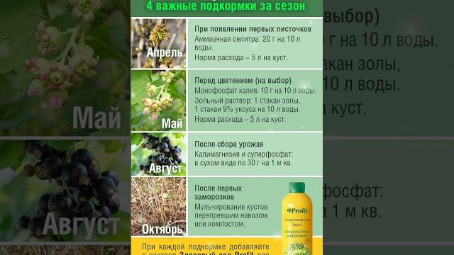 Всего 4 подкормки за сезон и смородина засыплет ягодами! Сохраняйте в закладки! Календарь подкормок Всего 4 подкормки за сезон и смородина засыплет ягодами! Сохраняйте в закладки! Календарь подкормок