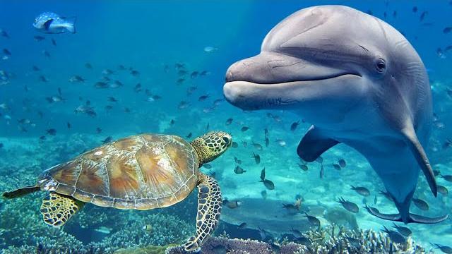 Relaxing Music for Stress Relief. Dolphin singing. Soothing Music for Meditation, Therapy, Sleep Relaxing Music for Stress Relief. Dolphin singing. Soothing Music for Meditation, Therapy, Sleep