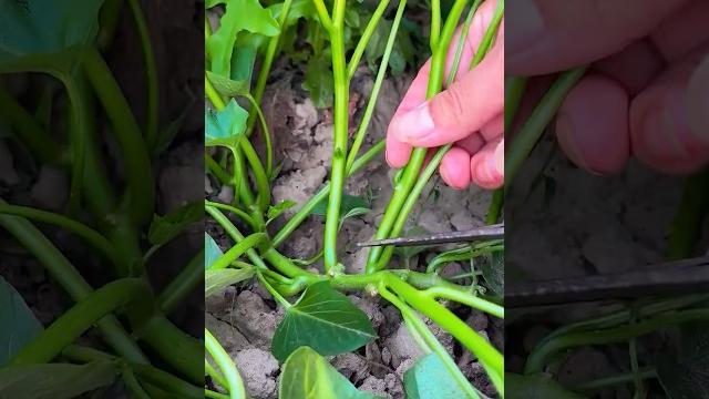 Discover the Edible Sweet Potato & Pumpkin Vines - Flavorful & Healthy #smartfarming #gardeningtips Discover the Edible Sweet Potato & Pumpkin Vines - Flavorful & Healthy #smartfarming #gardeningtips