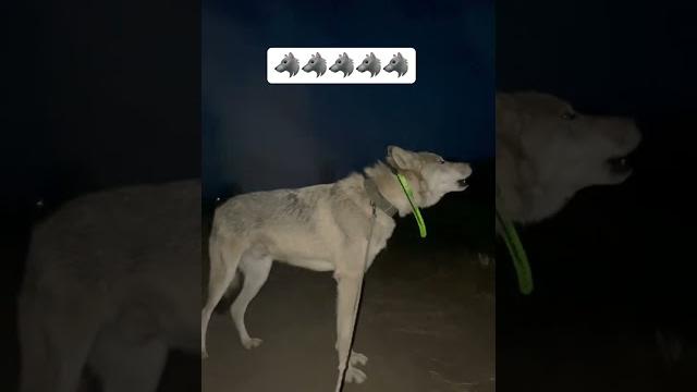 Рагнар воет в ответ волэндам Рагнар воет в ответ волэндам