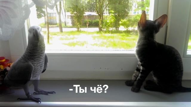 Попугай жако против кошки: кто кого? Попугай жако против кошки: кто кого?