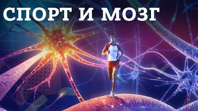 Влияние физической активности и спорта на мозг Влияние физической активности и спорта на мозг