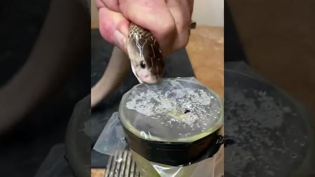 Cobra venom extraction Cobra venom extraction