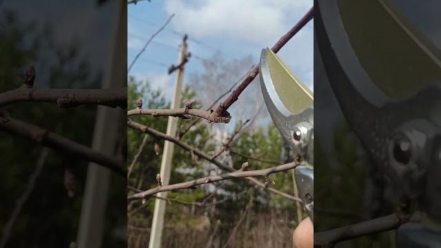 КАК ОБРЕЗАТЬ ЯБЛОНИ ВЕСНОЙ #обрезка #сад #яблони КАК ОБРЕЗАТЬ ЯБЛОНИ ВЕСНОЙ #обрезка #сад #яблони