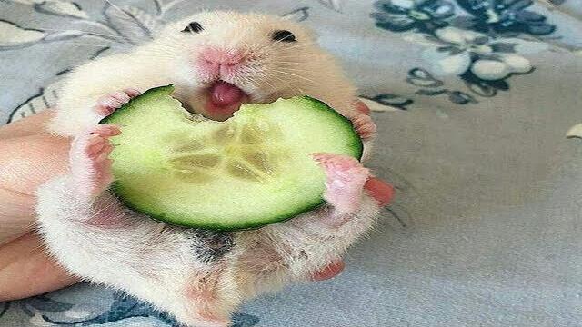 Funny Hamsters - Cute And Funny Hamster Videos Compilation Funny Hamsters - Cute And Funny Hamster Videos Compilation