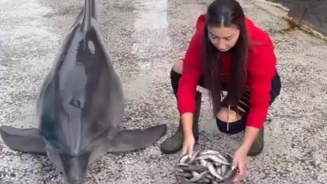 Дельфин. Танцующий дельфин . Интересное видео Дельфин. Танцующий дельфин . Интересное видео
