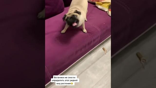 Редкое и очень капризное растение «Мопс» | cute pug | funny dogs | Смешные видео тик ток | #shorts Редкое и очень капризное растение «Мопс» | cute pug | funny dogs | Смешные видео тик ток | #shorts