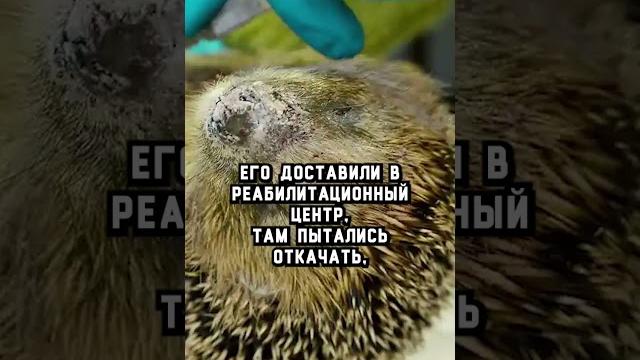 Покойся с миром, Торвальд #наука #природа #еж #ежи #животные #домашниеживотные #интересныефакты Покойся с миром, Торвальд #наука #природа #еж #ежи #животные #домашниеживотные #интересныефакты
