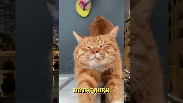 Смешные коты | Смешные видео | Приколы с животными | Вирусные видео | С ОЗВУЧКОЙ | #cat #trending Смешные коты | Смешные видео | Приколы с животными | Вирусные видео | С ОЗВУЧКОЙ | #cat #trending