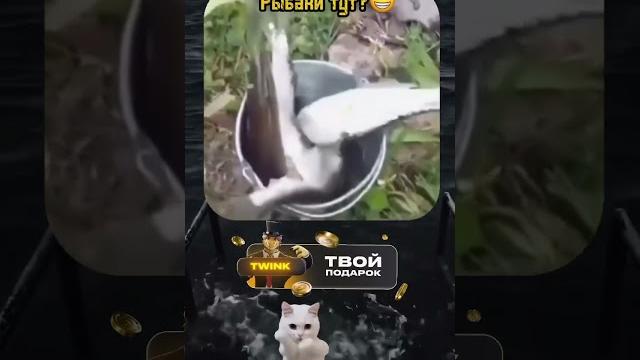 #юмор #прикол #приколы #смех #рекомендации #юмор #прикол #приколы #смех #рекомендации