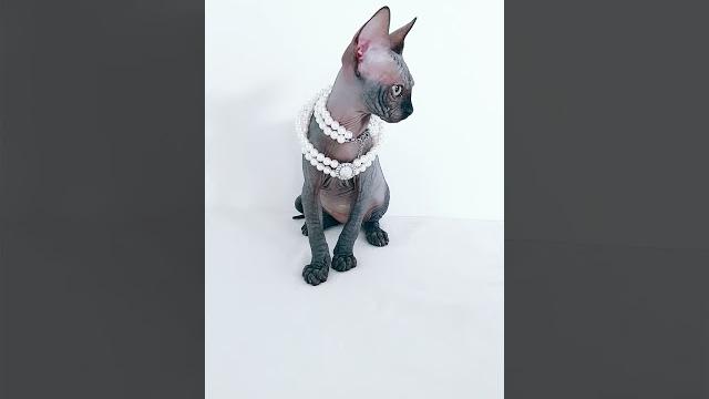 Кошка Сфинкс ищет кота юмор Tik Tok #shorts Кошка Сфинкс ищет кота юмор Tik Tok #shorts