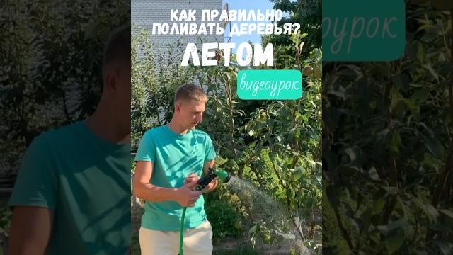 Как правильно поливать деревья? Как правильно поливать деревья?
