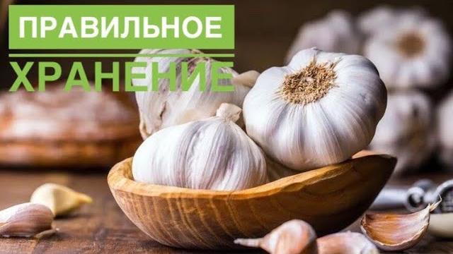 Как правильно хранить чеснок? Как правильно хранить чеснок?