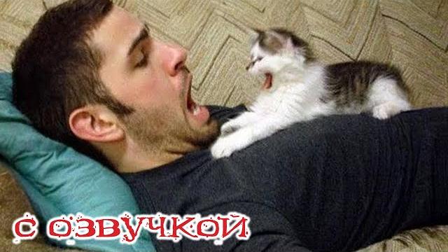 Приколы с котами! Смешные видео с животными! С ОЗВУЧКОЙ! Смешные коты! Попробуй не засмеяться! Приколы с котами! Смешные видео с животными! С ОЗВУЧКОЙ! Смешные коты! Попробуй не засмеяться!