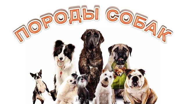 Собаки. Породы собак. Развивающее видео для детей. Собаки. Породы собак. Развивающее видео для детей.
