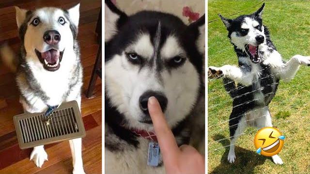 Funniest Drama Queen Moments | Get a Husky, They Said… Huskies are the Queens of All Drama Funniest Drama Queen Moments | Get a Husky, They Said… Huskies are the Queens of All Drama