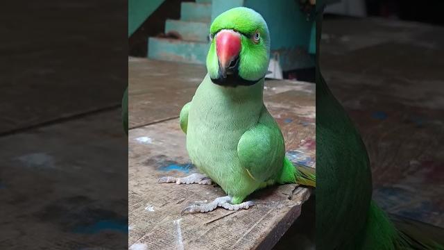 मम्मी एक गिलास पानी दे दो #parrot #funny #funnyanimal #funny #funnyparrot #funnyvideo #funnyshorts.. मम्मी एक गिलास पानी दे दो #parrot #funny #funnyanimal #funny #funnyparrot #funnyvideo #funnyshorts..