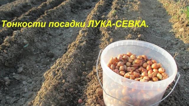 Тонкости посадки лука-севка. Тонкости посадки лука-севка.