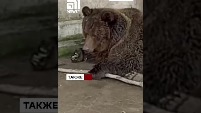 Ночной ад в Евпатории: сотни животных сгорели заживо при пожаре в зоопарке«Тропик-парк» Ночной ад в Евпатории: сотни животных сгорели заживо при пожаре в зоопарке«Тропик-парк»