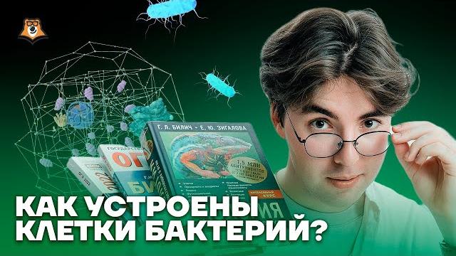 Бактерии | Биология ОГЭ 2025 | Умскул Бактерии | Биология ОГЭ 2025 | Умскул