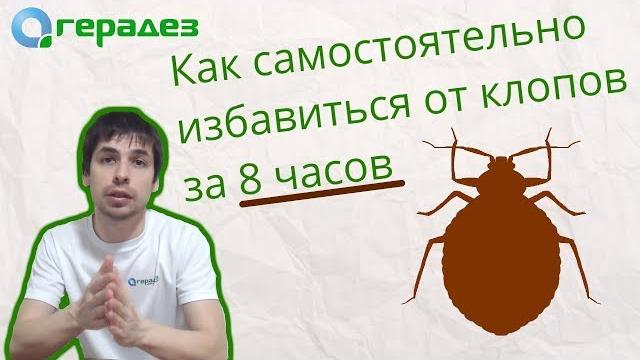 Вывести клопов в домашних условиях за 1 день без вреда для детей Вывести клопов в домашних условиях за 1 день без вреда для детей