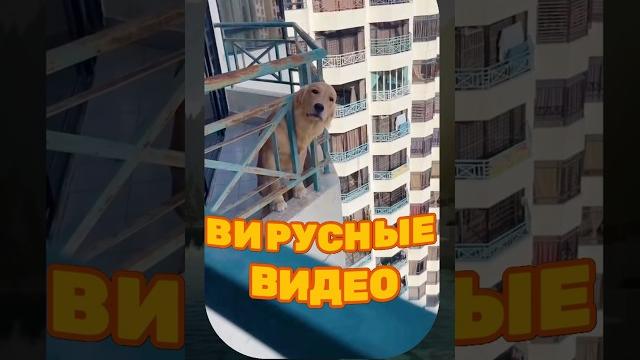 ВИРУСНЫЕ ВИДЕО / Толстый кот ВИРУСНЫЕ ВИДЕО / Толстый кот