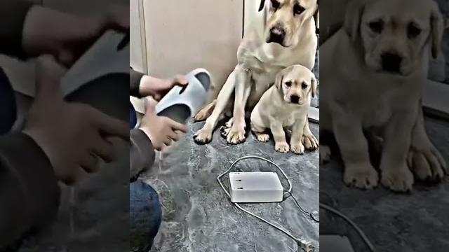 мама Лабрадор защищает своего щенка мама Лабрадор защищает своего щенка