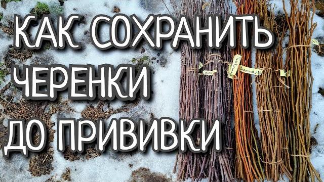 ПРОСТЕЙШИЕ ТРИ СПОСОБА СОХРАНИТЬ ЧЕРЕНКИ ДО ПРИВИВКИ ПРОСТЕЙШИЕ ТРИ СПОСОБА СОХРАНИТЬ ЧЕРЕНКИ ДО ПРИВИВКИ