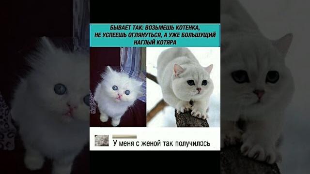 20 октября 2024 г. 20 октября 2024 г.