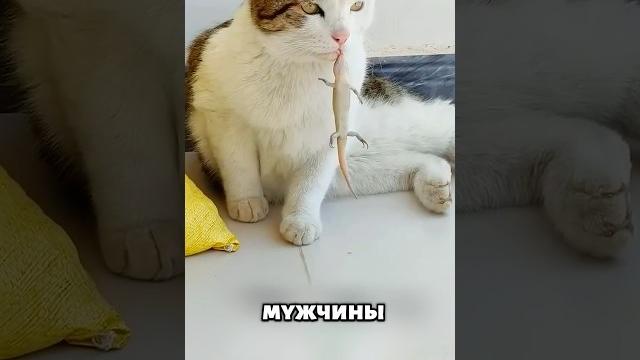 Весь дом сошел с ума из-за этой ящерицы #животные #милыеживотные Весь дом сошел с ума из-за этой ящерицы #животные #милыеживотные