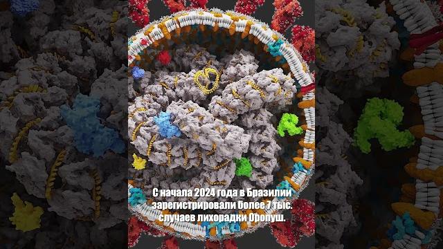 Первые жертвы новой болезни Оропуш Первые жертвы новой болезни Оропуш