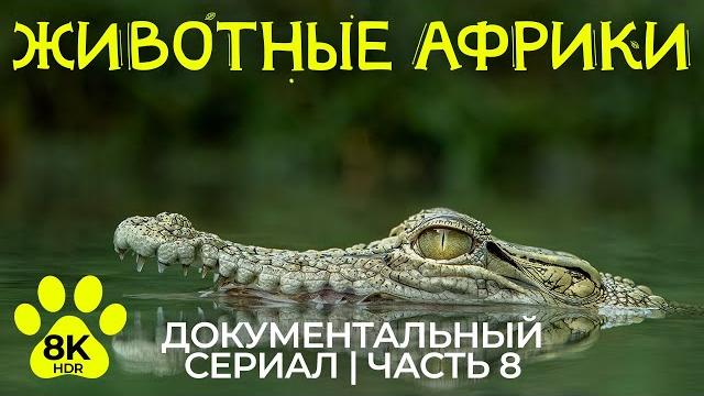 Дикая Африка – #8 | 8K HDR Документальный фильм о животных Национального парка Чобе + звуки природы Дикая Африка – #8 | 8K HDR Документальный фильм о животных Национального парка Чобе + звуки природы